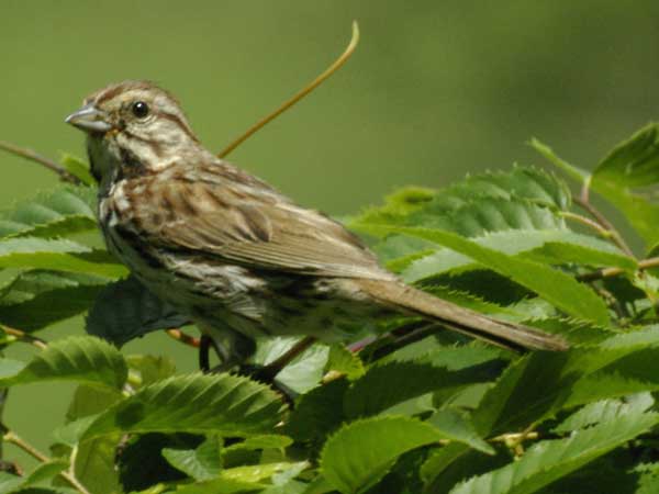 Song sparrow
