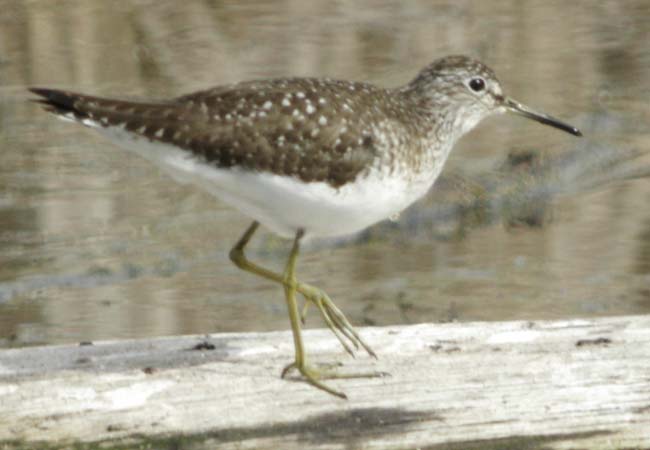 Solitary sandpiper walking