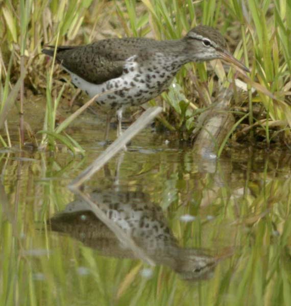 Spotted sandpiper stalking
