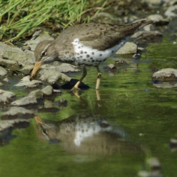 Spotted sandpiper