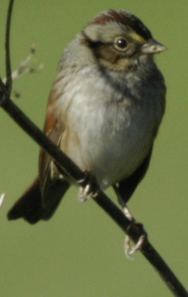 Swamp sparrow
