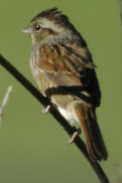 Swamp sparrow