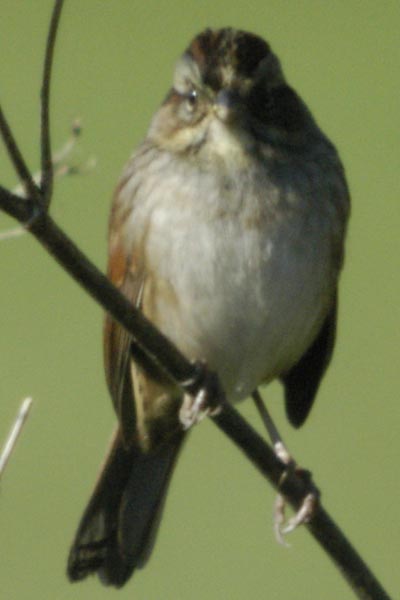 Swamp sparrow