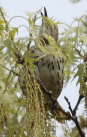 Brown thrasher partially hidden