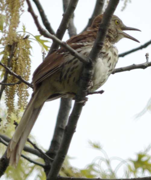 Brown thrasher singing