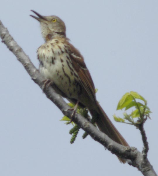 Brown thrasher singing