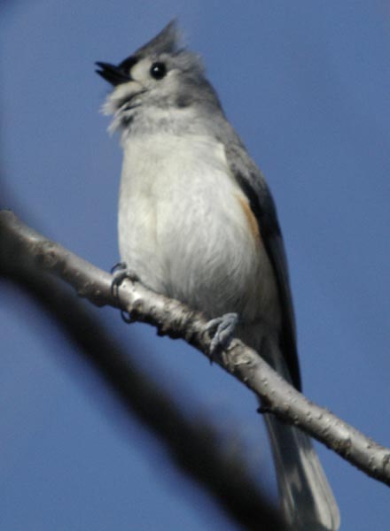 Black-capped chickadee