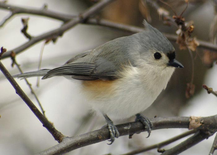 Tufted titmouse