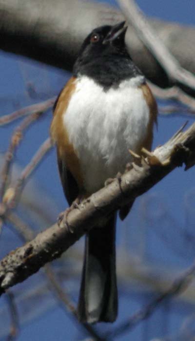 Rufous-sided towhee singing