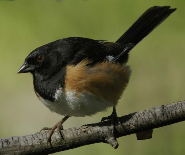 Mr. Towhee