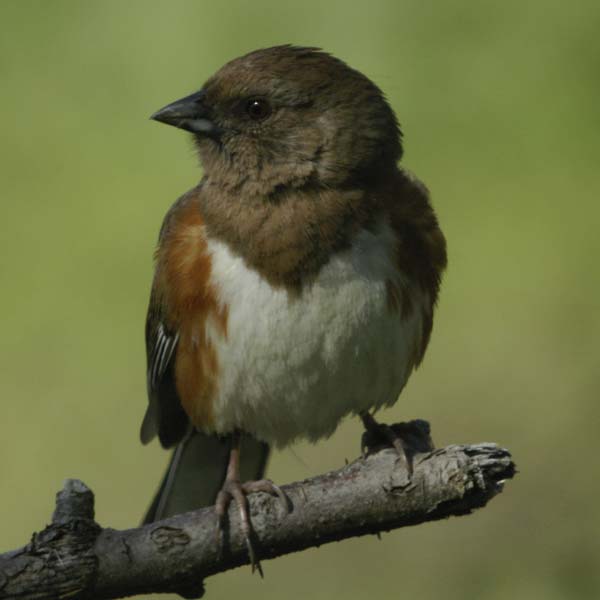 Mrs. Towhee