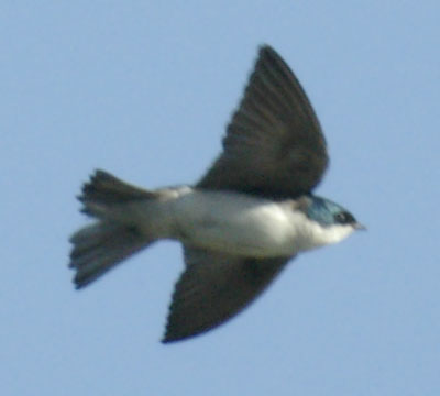 Turbocharged tree swallow