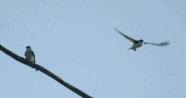 Tree swallow exit