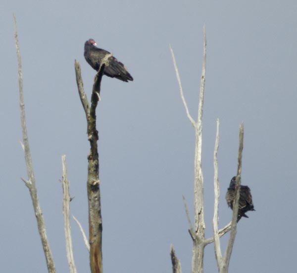 Perching turkey vultures