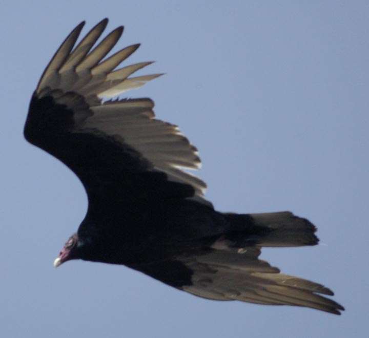 Turkey vulture