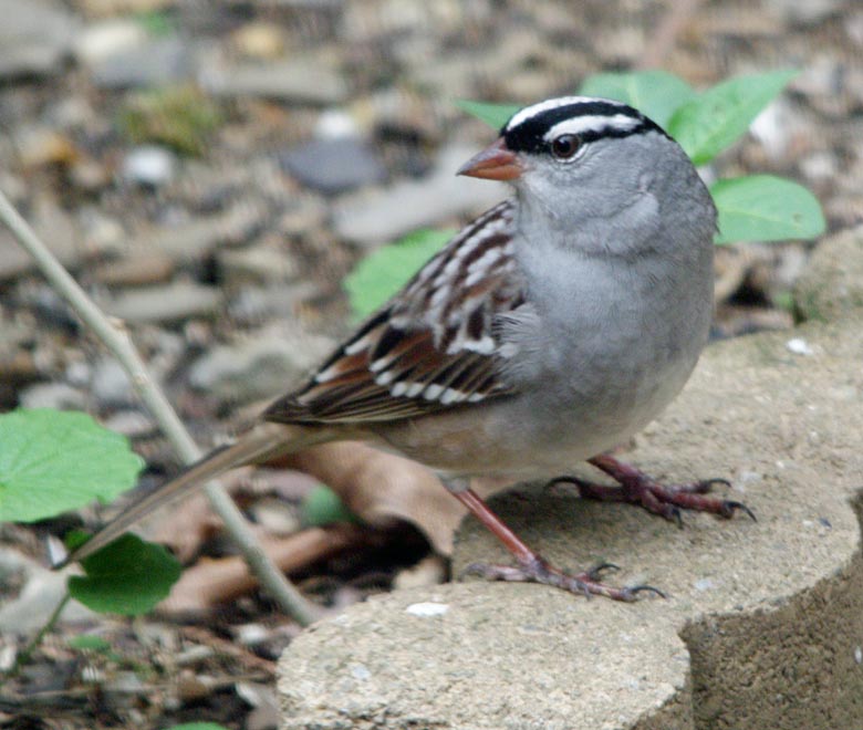 White-crowned sparrow