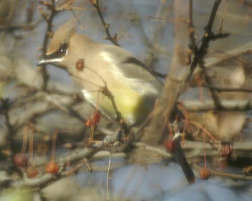 Cedar waxwing eyeing berries