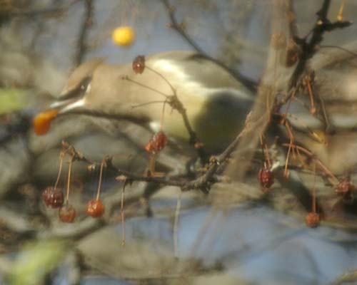 Cedar waxwing eating berry