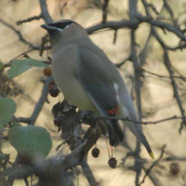 Cedar waxwing
