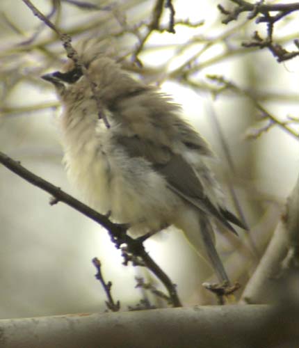 Cedar waxwing fluffed