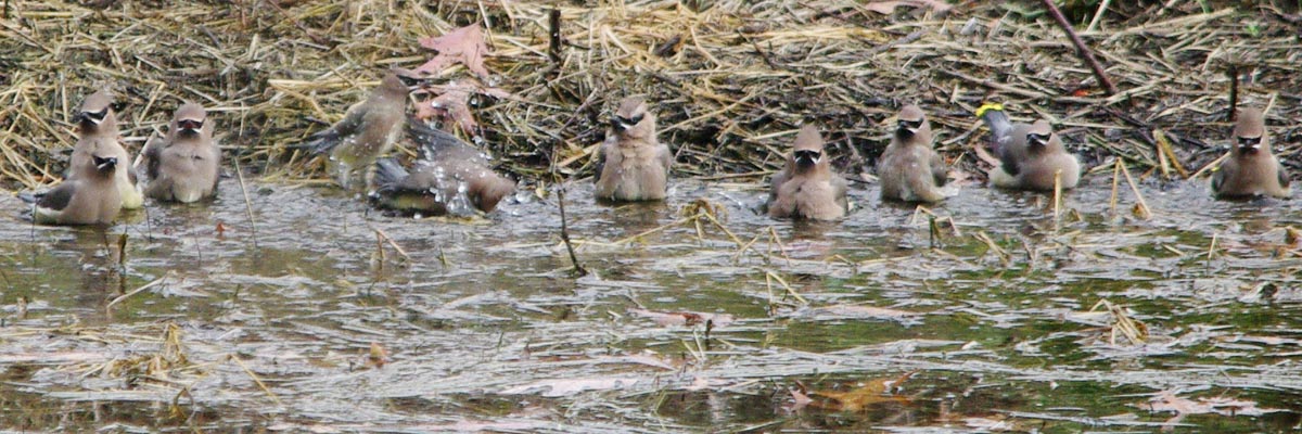 Cedar waxwings ready to bathe