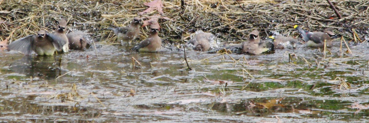 Cedar waxwings bathing