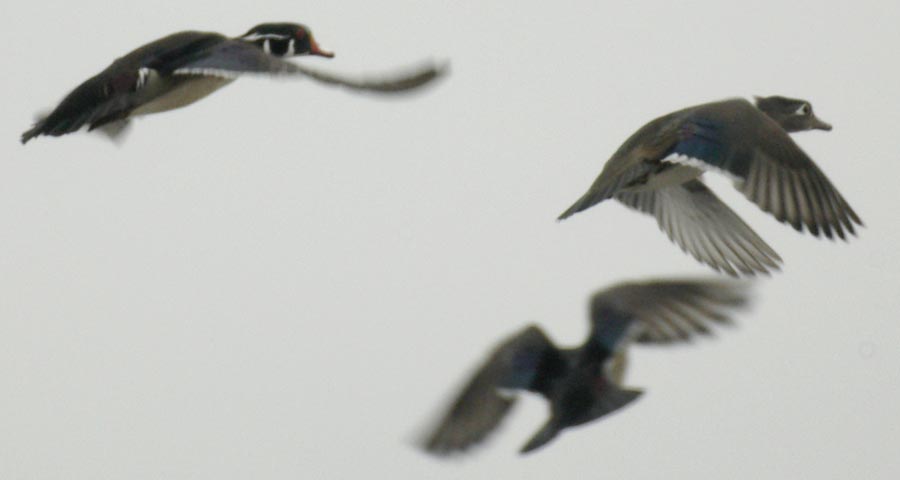 Wood ducks gaining altitude