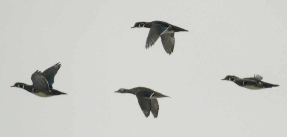 Wood ducks flying