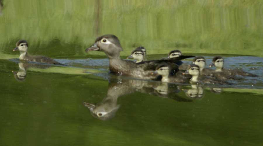 The wood duck race begins