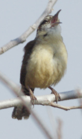 Carolina wren singing