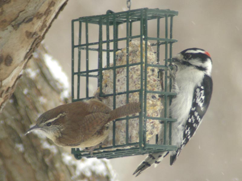 Carolina wren and male downy woodpecker