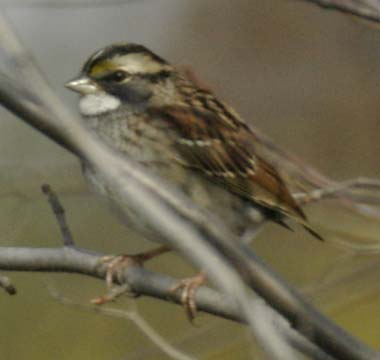 White-throated sparrow