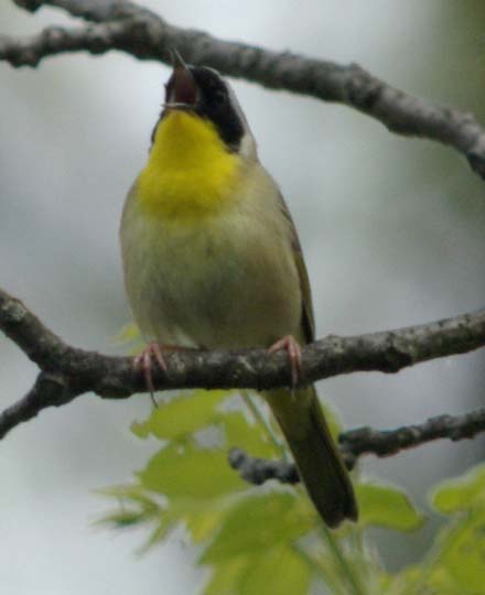 Common yellowthroat singing