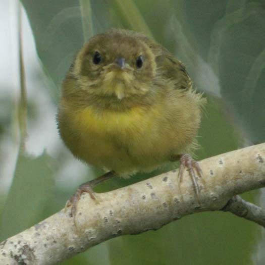 immature common yellowthroat