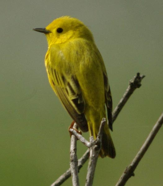Yellow warbler