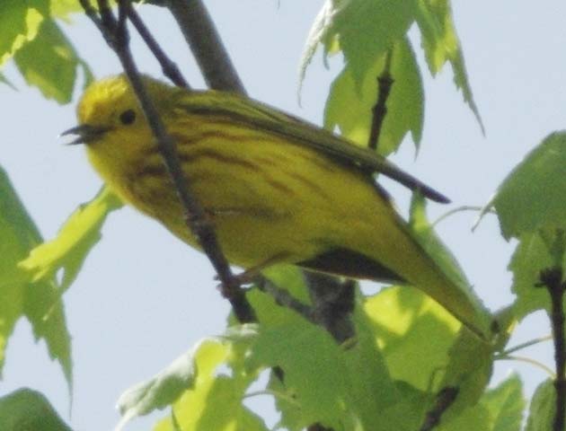 Yellow warbler singing