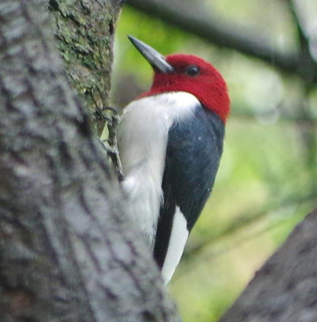 Red-headed woodpecker