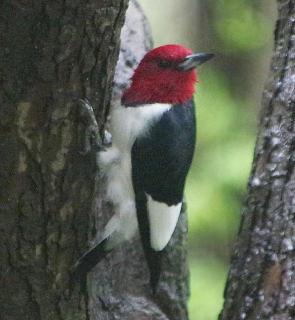 Red-headed woodpecker