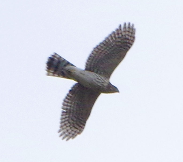 Immature Cooper's hawk