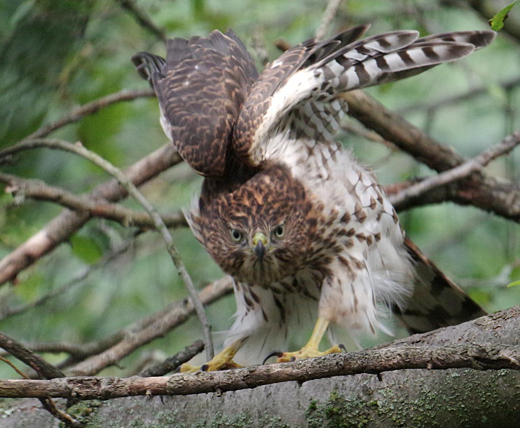 Cooper's hawk stretch