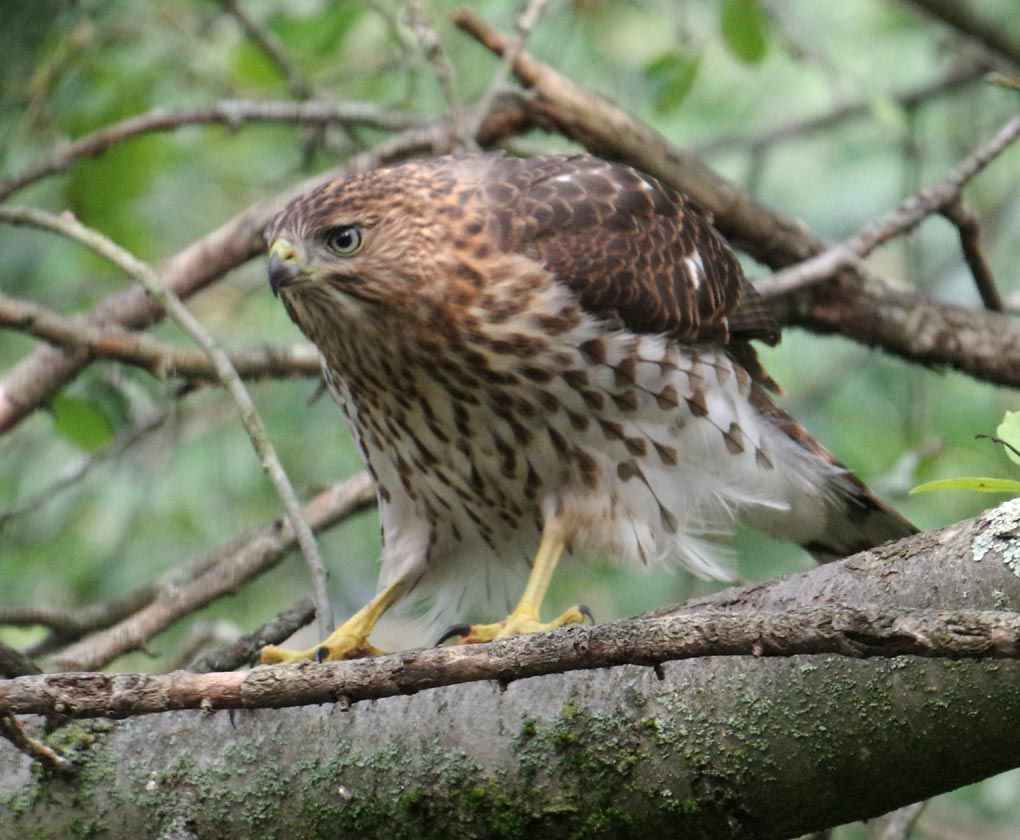 Cooper's hawk - observing again