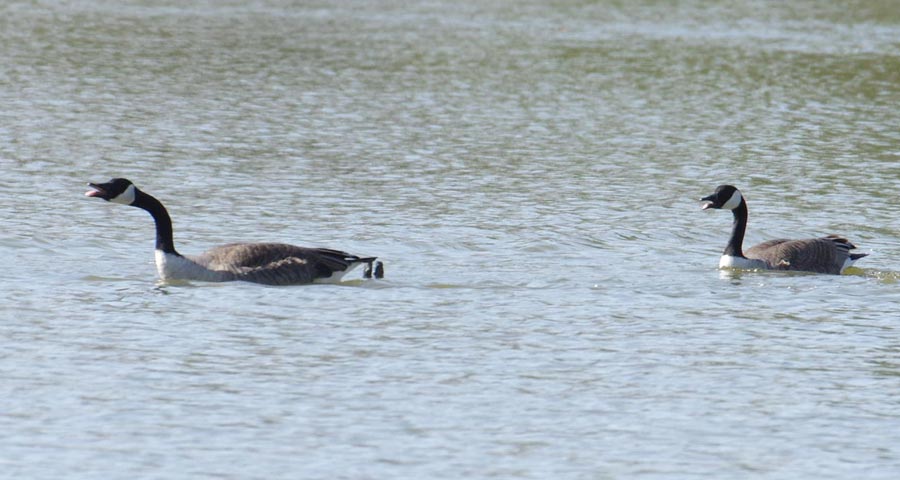 Canada goose confrontation - the final approach