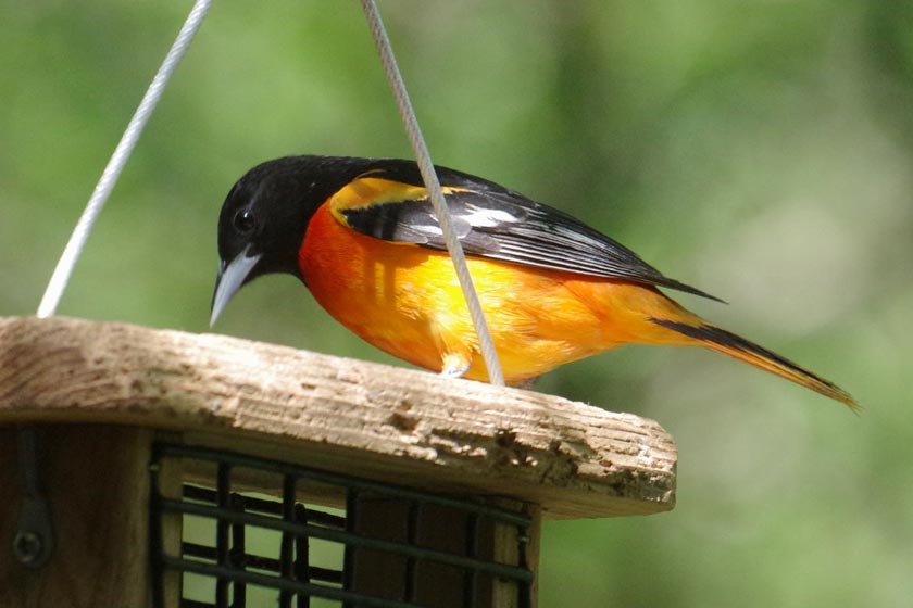Baltimore oriole