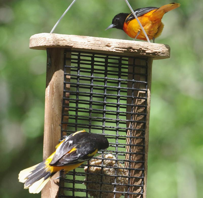 2 Baltimore orioles