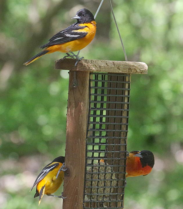 3 Baltimore orioles