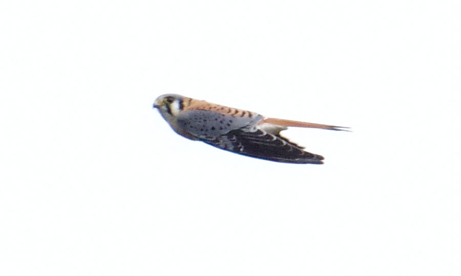 American Kestrel