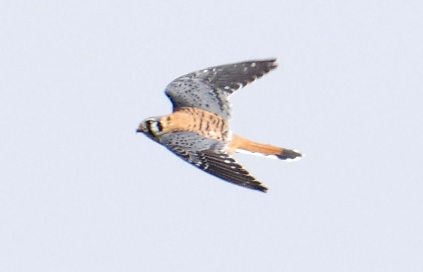 American kestrel