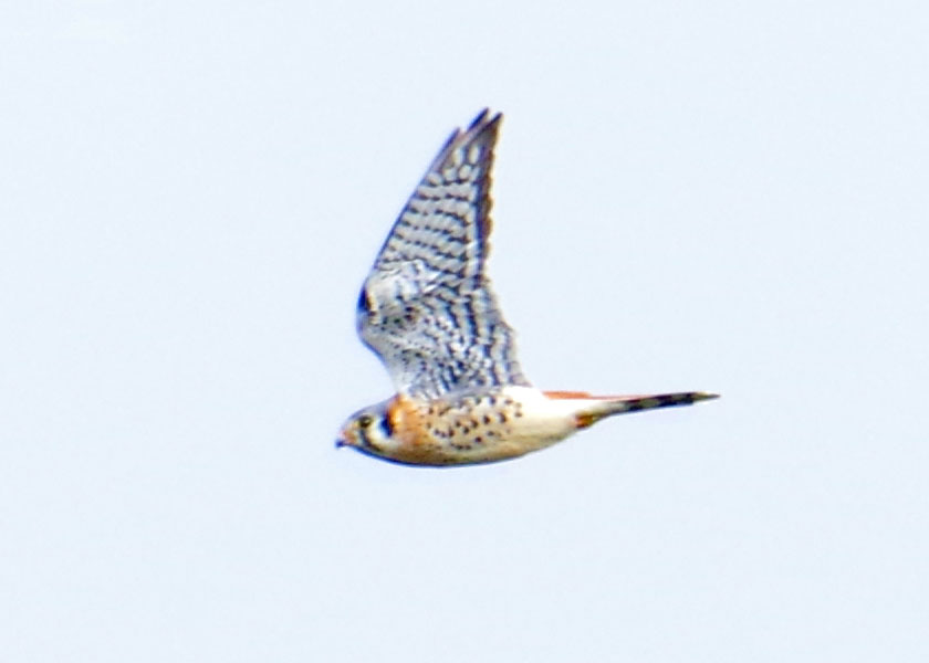 American kestrel