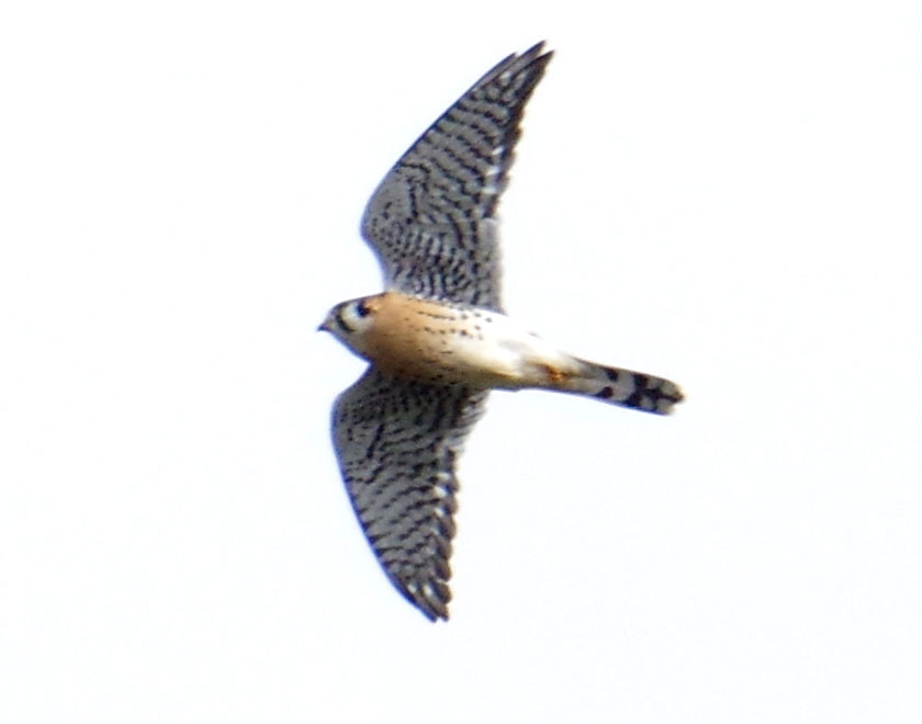 American kestrel