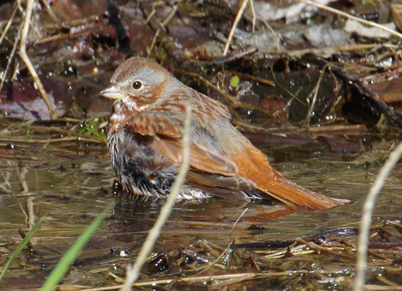 Fox sparrow bathing
